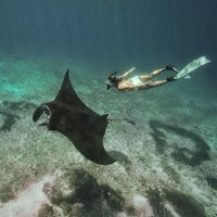 diving side by side to manta ray