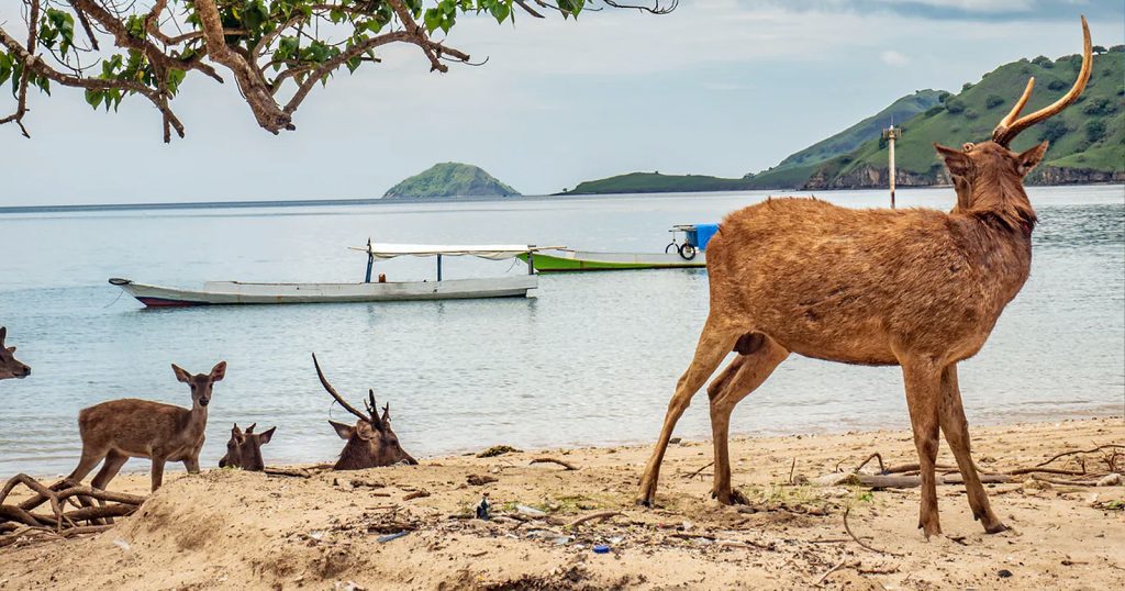 variety of fauna that can be found on Komodo Island